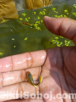 Yellow Santa Cluas Guppy